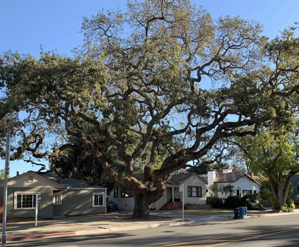 The slow streets of College Terrace - Northern California Section of ...