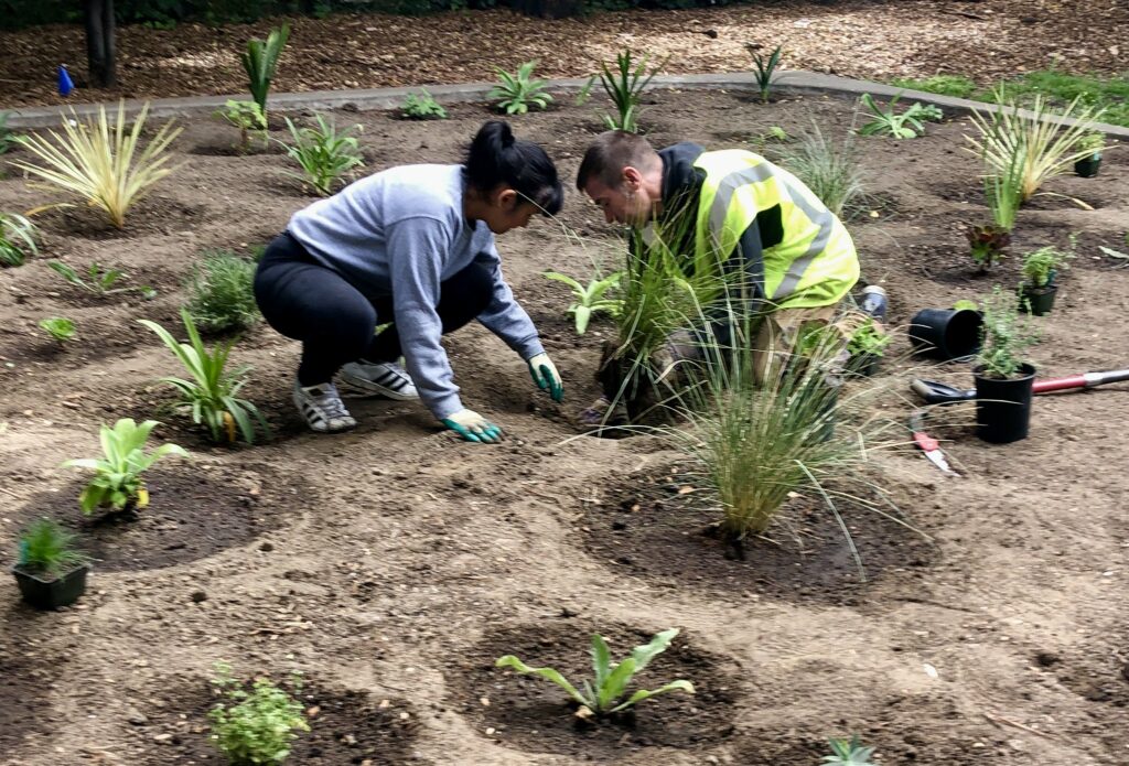 Image of volunteers planting landscape at the The Frog Park Climatescape an open space in Oakland’s Rockridge Oakland neighborhood.