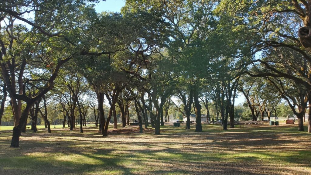 Photo of grove of trees in Keiser Park, Windsor, CA
