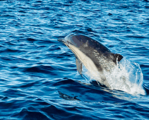 Photo of Bottlenose Dolphin swimming alongside a boat in the ocean.