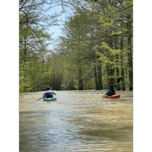 Kayaking on Wapanocca Lake, Wapanocca National Wildlife Refuge, Arkansas