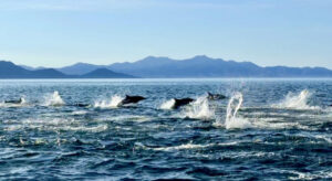 Bottle-nose dolphins