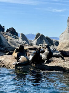 Sea lions