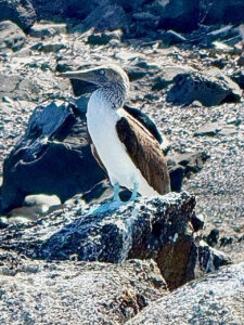 Blue-footed booby