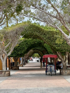 Pedestrian tree-covered promenade.