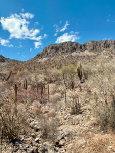 Photograph of a stunning mountainous landscape of the Sonoran high desert on a drive to La Paz, BCS, Mexico, with a beautiful blue sky dotted with white clouds.